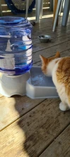 3.8L Pet automática comedero de perro y gato beber tazón para perro de agua potable de la alimentación del gato de gran capacidad de Gato perro