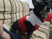 Ropa cálida para perros pequeños, abrigo para perros a prueba de viento, chaqueta acolchada, atuendo con chaleco, ropa para Chihuahua y Yorkshire 35