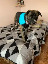 Ropa de invierno para perros, chaleco con cremallera cálido, acolchado e impermeable para mascotas, Carlino y Chihuahua pequeños y medianos