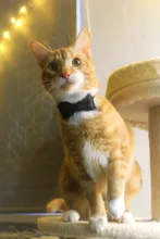 Collar de gato de terciopelo con lazo liso para cachorro, Chihuahua, con campana, hebilla de seguridad ajustable, pajarita para gatos, accesorios para mascotas