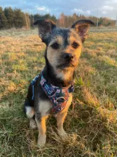 Truelove-arnés Floral sin tirones para mascotas, tela de algodón transpirable y reflectante, suave, para gatos y perros pequeños y medianos, para caminar y correr, TLH5655