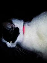 Superpet-Collar ajustable para mascota, Collar de goma repelente de pulgas y Control de plagas, regalo para mascotas