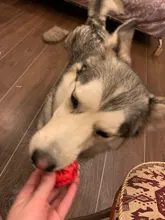 Bola de juguete interactiva para perro, Bola de goma natural con fugas, Limpieza de dientes, 5cm/7cm/11cm, nueva mascota de sandía