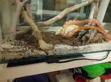 Esterilla de calor para incubadora de reptiles, almohadilla de calefacción para mascotas, fermentación, enchufe europeo de 7W, 14W, 20W, 28W, gran oferta