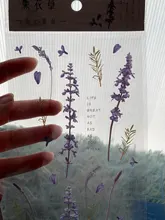Pegatinas de palabras japonesas Mr.Paper 12 Designs Natural Daisy Clover, Material PET transparente, flores, hojas, plantas, pegatinas decorativas