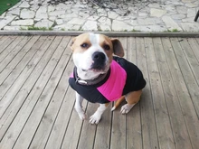 Chaleco impermeable para perros grandes y pequeños, abrigo cálido de invierno para cachorros, ropa para mascotas, 4XL, 5XL, nuevo