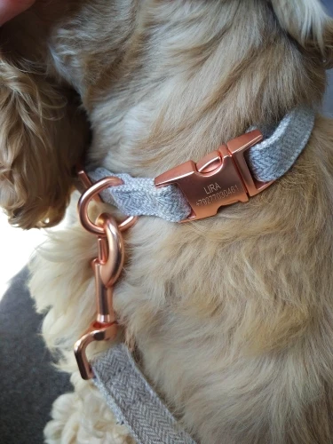 köpek gezdirme tasması