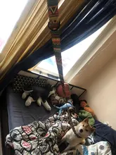 National style Nylon Printed Dog collar and leash set Adjustable Puppy Small 