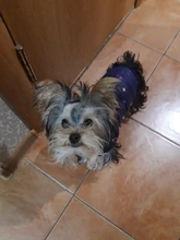 Pet Dog Winter Coat Small Dog Clothes Warm Dog Jacket Puppy Outfit Dog Coat Chihuahua