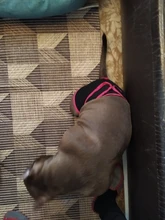 Pet-Physiological-Pants Underwear Diapers Dog Washable Female Short Puppy for Small Doggie