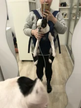 Backpack Carrier Cat-Accessories Front-Chest-Holder Chihuahua Puppy Large-Bags Pet-Dog