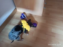 Arnés de nailon pequeño para perros, 10 colores, bonito arnés a prueba de Escape para gatos, conejos, Chihuahua y cachorros