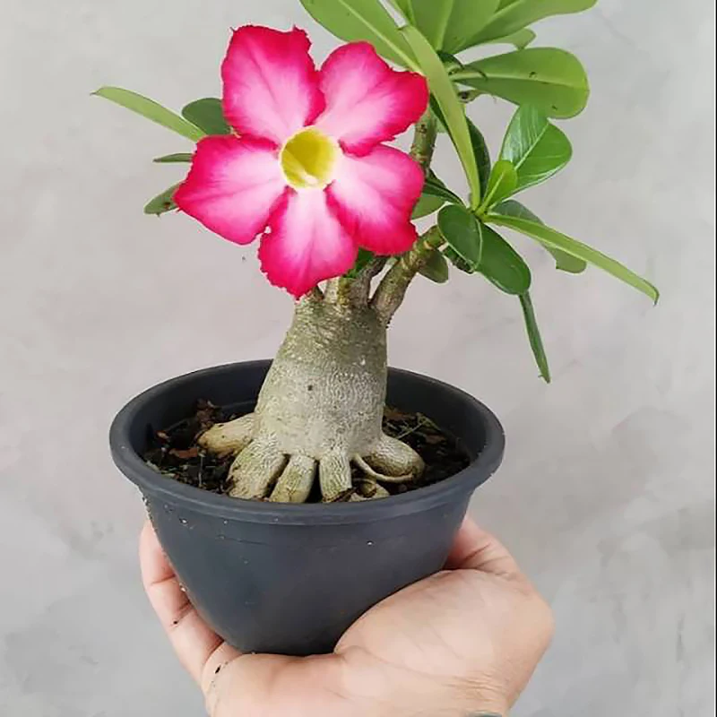 상품 이미지 2