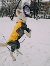 Mono impermeable para perro mascota, ropa impermeable para exteriores, mono con capucha para perros pequeños y grandes, capa impermeable, Bulldog francés