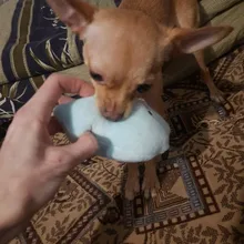 Toy Plush-Toy Pet-Supplies Cloud-Shaped Funny Cartoon Star for Dogs