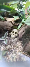 Ornament Terrarium-Decoration Simulation-Statue Skull Aquarium Fish-Tank Reptile Cave