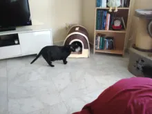 CAWAYI KENNEL Dog Pet House Products Dog Bed For Dogs Cats Small Animals cama perro hondenmand