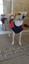 Ropa de invierno para perros, chaleco con cremallera cálido, acolchado e impermeable para mascotas, Carlino y Chihuahua pequeños y medianos