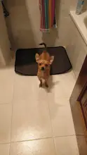 Almohadilla lavable para pañales de Mascota, suministros de tres capas impermeables para mascotas, esterilla de entrenamiento reutilizable para animales, conejo, gato, funda para asiento