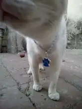 Etiqueta de identificación del perro de mascota grabado gratis, etiqueta personalizada para gato, cachorro, Collar para mascota, accesorios para perros, colgante de etiquetas de nombres antipérdida