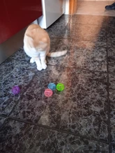 5pcs/Set Funny Cat Ball Toy Hollow Training Cat Interactive Toy Cat Bell Toy For Kitten