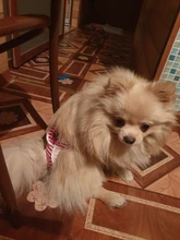 Menstruation Underwear Panties Jumpsuit Diaper Dog-Shorts Pet-Physiological Sanitary