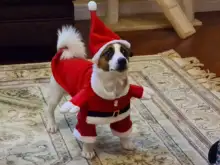 Christmas Pet Dog Cat Costumes Funny Santa Claus Costume For Dogs Cats Winter Warm Dog