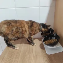 Cuenco de alimentación antideslizante para mascotas, plato con soporte para agua y productos de comida de los animales, ideal para uso de perros y gatos del hogar