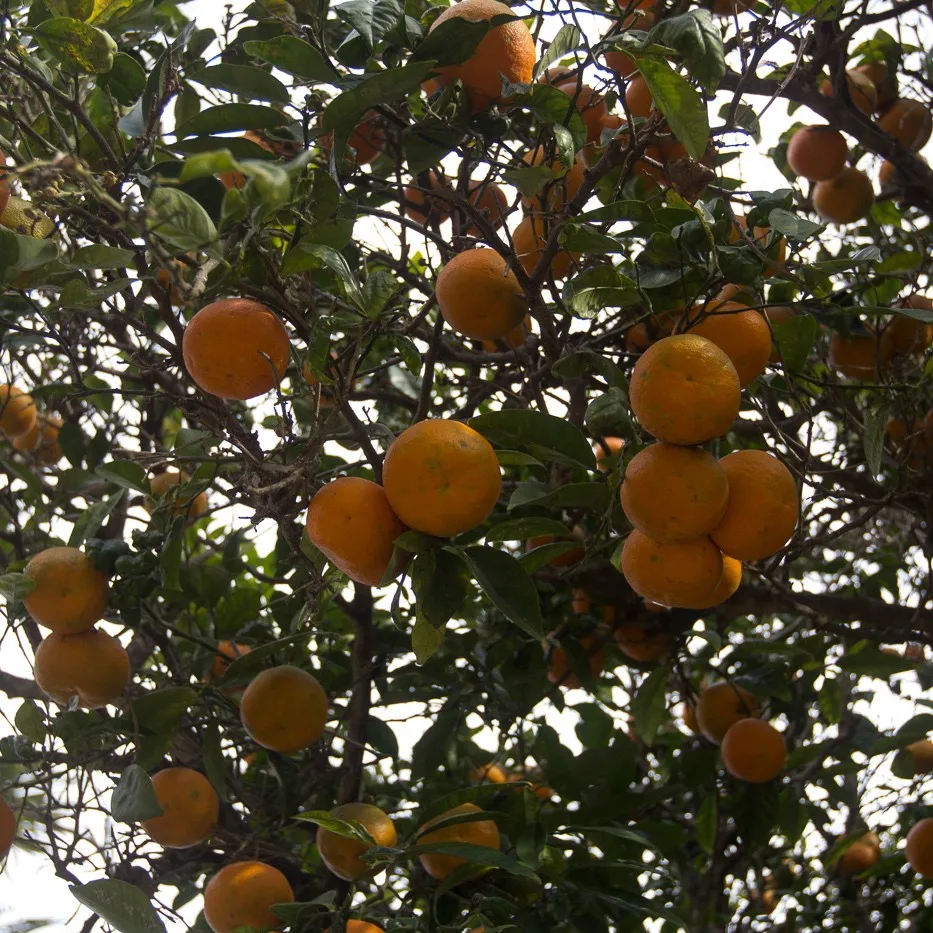 Mandarin Morocco seeds 10 PCs