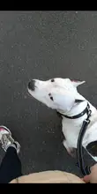 Benepaw-correa reflectante acolchada para perro, correa de nailon con dos asas, duradera, para Entrenamiento de mascotas pequeños, medianos y grandes, 7 colores