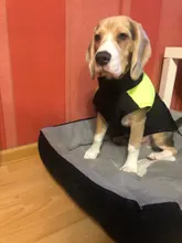 Coat Jacket Puppy-Vest Dogs Waterproof Winter Medium Pet-Dog Zipper Small Large Warm