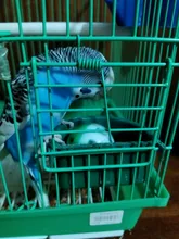 1pc 3.8cm Pet Parrot Toy Bird Hollow Bell Ball For birds Chew Fun Cage Toys