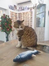 Pet suave pez electrónico juguete de carga USB eléctrico pez de imitación juguetes gato masticando jugando suministros dropshipping