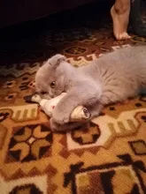 Cheap Pet Products Fish Toy Cat Scratch Board Scratching Post Catnip toys for Cat Pet