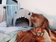 Bed Product-Items Dogs-Tent Dog-House Sleeping-Bag Shark Small Pet-Cushion Large Dropship