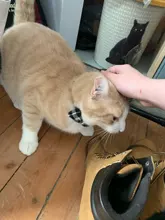 Collares de gato de rejilla a cuadros coloridos, Collar de lazo a rayas de algodón, Bulldog, Chihuahua, pajarita para cachorro, Bandana de fiesta para perro pequeño