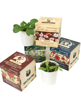 

Set for growing artcoolpresent "Acacia"