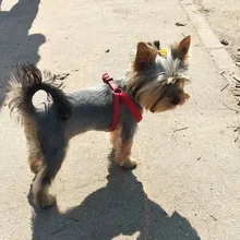 Dog-Clipper Cutter Grooming Hair-Trimmer Dogs-Hair-Machine Professional Pet-Dog Animals