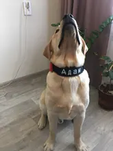 Necklace Name-Tags Dog-Collar KOMMILIFE Personalized For Dogs Nylon with Explosion-Proof