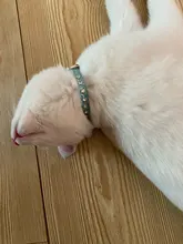 Strap Cat-Collar Kitten-Accessories Puppy Rhinestone Shining SUPREPET Diamond Dog 