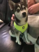 Dog-Harness Pitbull Cats Terrier Truelove Petshop Adjustable Mysudui Black Chihuahua