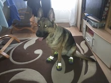 Shoes Reflector Dog-Boots Dogs-Paws Truelove Small Outdoor Large Footwear Pet-Dog Pu