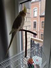 Toys Birdcage-Accessories Bird-Stand Wooden Parrots Perches-Supplies Swing Bar Pet-Bracket