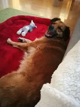 Dog-Beds Cage Lounger Pet-House-Cushion Dogs-Mat Bench-Medium Golden Retriever Large