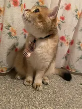 [MPK Store] Cat Toy Cat Costume Clip Tie for Cats and Dogs, Cat Collar