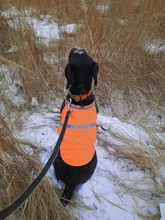 Chaleco reflectante de seguridad de alta visibilidad, ropa, chaqueta, abrigo para perro, naranja, verde