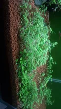 Aquarium-Plants Water-Grass Landscaping Fish-Breeding for 10g/Pack -Set Aerobics Aerobics