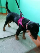 Arnés ajustable para perros medianos y grandes, chaleco reflectante de entrenamiento para caminar, sin tirones, para mascotas