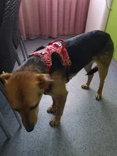 Truelove-arnés Floral sin tirones para mascotas, tela de algodón transpirable y reflectante, suave, para gatos y perros pequeños y medianos, para caminar y correr, TLH5655