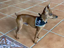 2019 nuevo gato perro baberos Bandana Collar bufanda ajustable bufanda pañoleta impermeable, de Saliva toalla pequeño mediano para perros